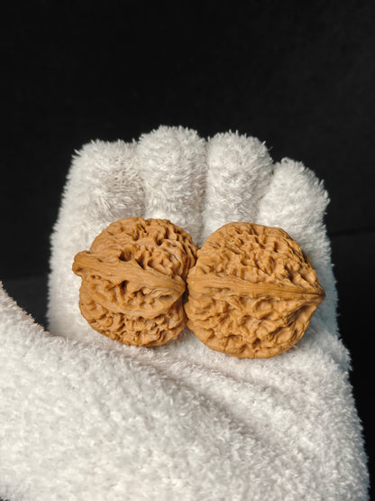 Wenwan Walnut "NanJiangShi" #001