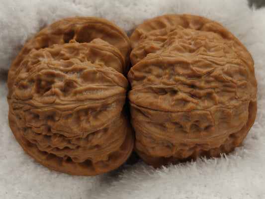 "White Lion" WenWan walnut.